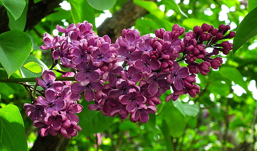 close-up photo of purple lilac flowers thumbnail