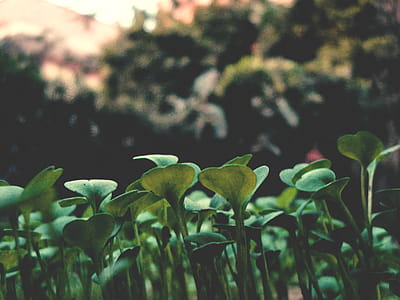 Green Leave Plant thumbnail