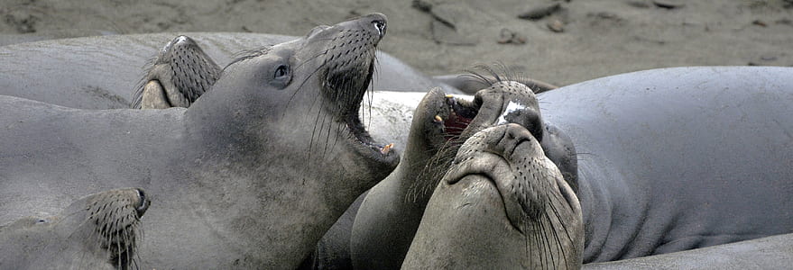seal on gray sand thumbnail