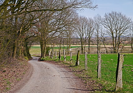 landscape photography of trees thumbnail