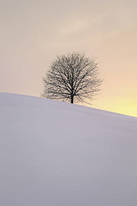 tree in the middle of ice field thumbnail