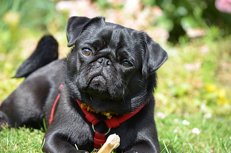 black pug lying on green grass thumbnail