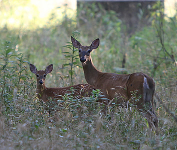 two deers on green grass field thumbnail