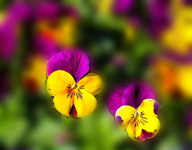 shallow focus photography of yellow flowers thumbnail