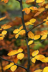 selective focus photography of yellow leaves plant thumbnail
