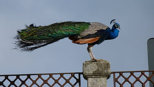 green, gray, black, and blue peacock thumbnail