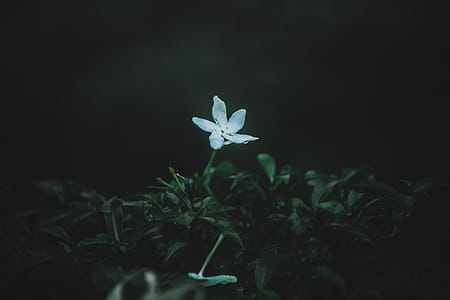 White 5-petaled Flower thumbnail