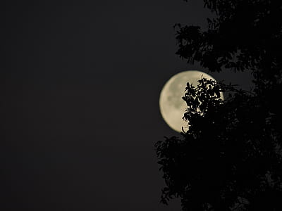 silhouette of tree during full moon thumbnail