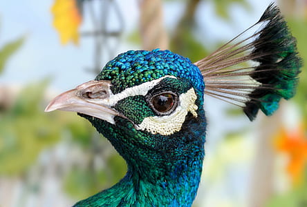 peafowl focus photography thumbnail