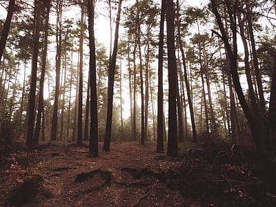 green leafed trees thumbnail