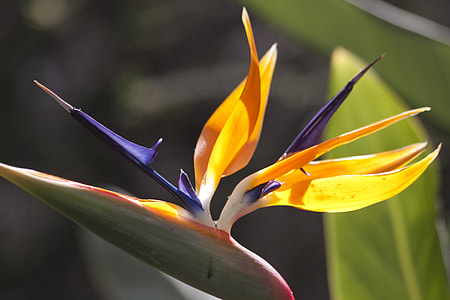 Caudata, Strelitzia thumbnail