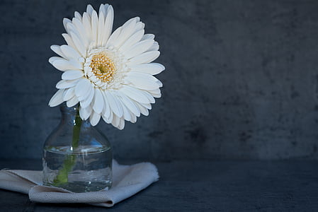 white daisy on clear glass vase thumbnail
