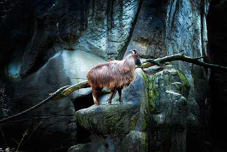 brown goat on rock formation thumbnail