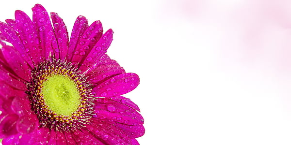 pink Gerbera daisy in bloom thumbnail