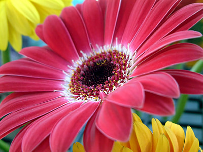 closeup photography of daisy flower thumbnail