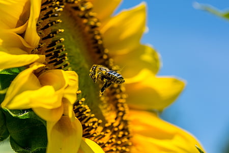honey bee hovering by blooming yellow sunflower in search for nectar thumbnail