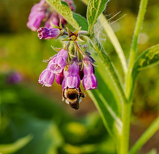 selective focus photography bumblebee zipping nectar thumbnail