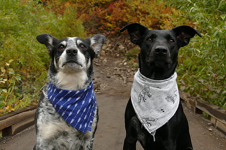 two black dogs wearing handkerchief sitting near plants at daytime thumbnail