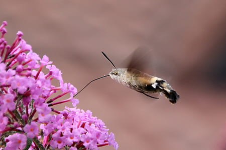 yellow and black hummingbird moth perched on pink flower selective focus photography thumbnail