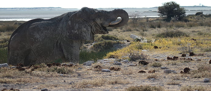 elephant during daytime thumbnail