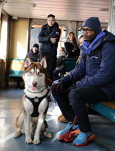 man sitting near Siberian husky thumbnail