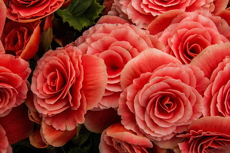 pink rose flowers thumbnail