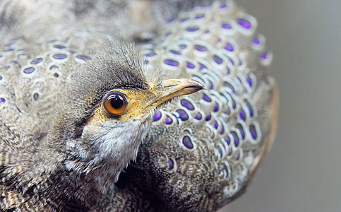 closeup photo of grey bird thumbnail