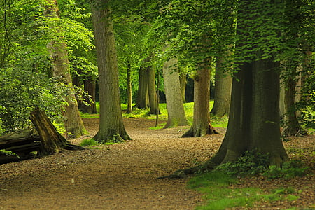 photography of green leafed trees thumbnail