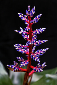 purple and white flower in selective color photography thumbnail