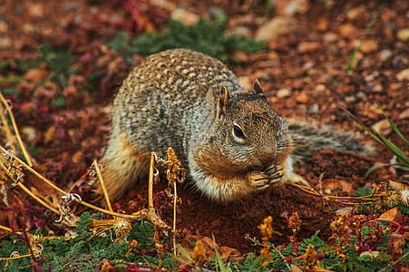 Close-up of Squirrel on Field thumbnail
