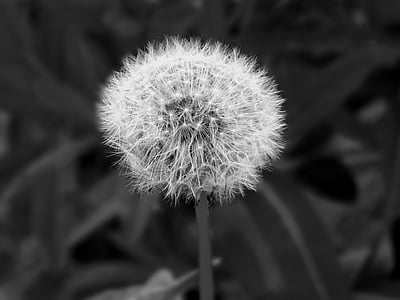 gray scale photo of flower thumbnail
