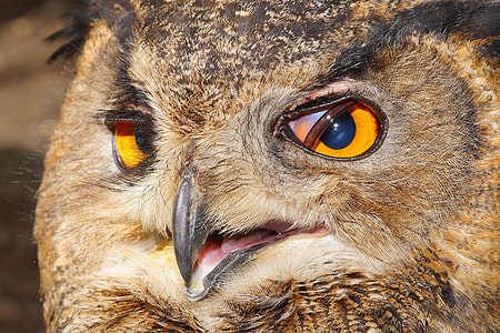 selective focus photography of brown owl's face thumbnail