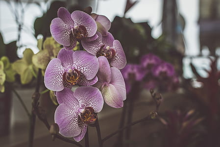 nature, flowers, garden, petals thumbnail