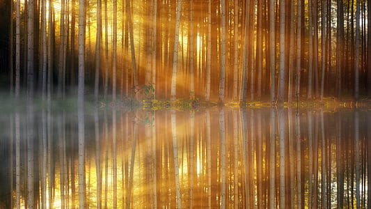 sunlight passed through birch trees beside the river thumbnail