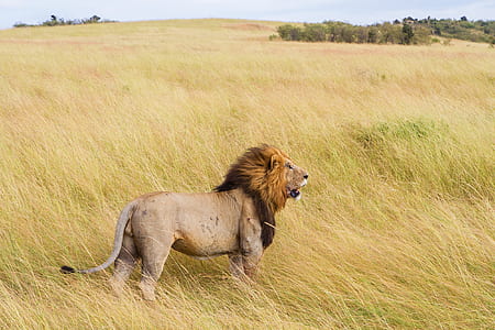 lion on grass field thumbnail