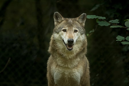 white and gray wolf during daytime thumbnail