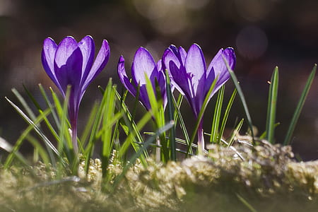 selective focus photography of purple petaled flower thumbnail