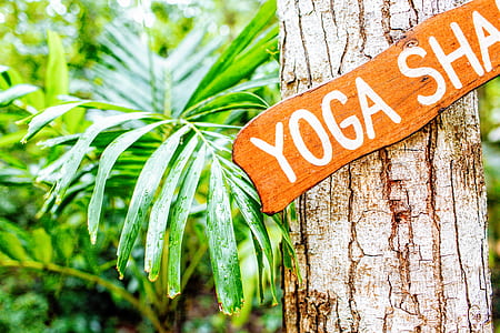 Yoga Sale signage on brown tree thumbnail