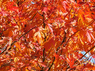 red leafed tree thumbnail