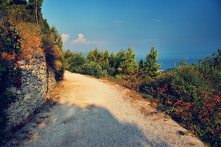 green leafed plants beside of pathway during daytime thumbnail