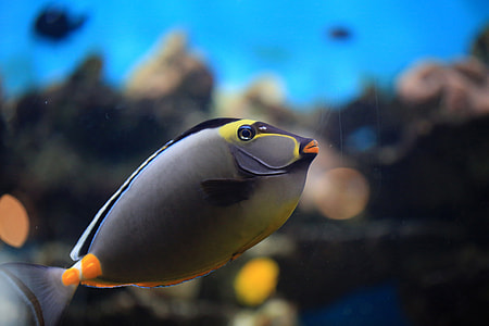 Colorful Marine Ocean Fish thumbnail