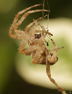 Garden Spider, Crowned Orb Weaver thumbnail