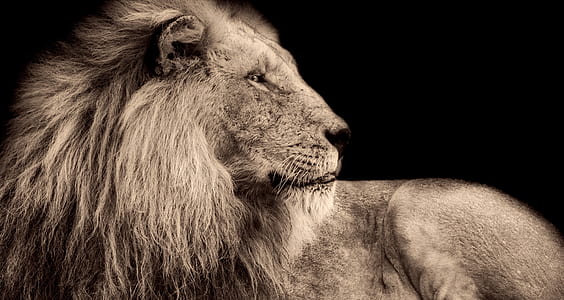 lion, male, wildlife, predator, africa, macro thumbnail