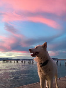 short-coated tan dog standing near body of water at daytime thumbnail