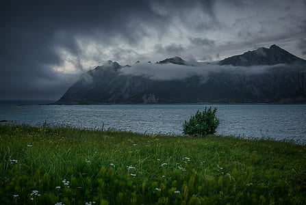 green trees in front of body of water thumbnail
