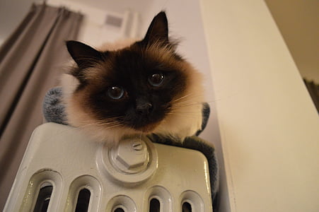 siamese kitten on home appliance thumbnail