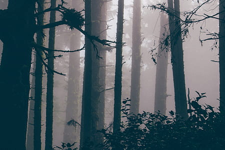 forest covered with fog thumbnail