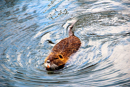 brown beaver on body of water thumbnail