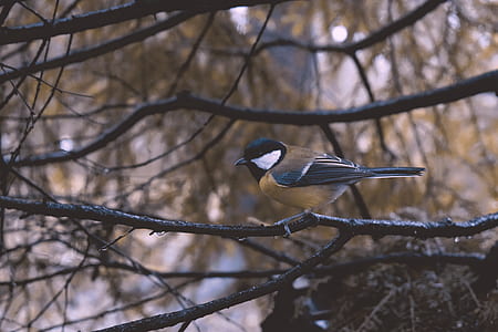 tree, woodland, forest, bird thumbnail