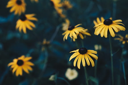 close up photography of sunflowers thumbnail